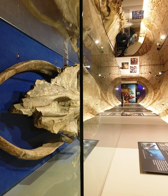 Elisa Valpreda, Marta Ferrero, Marco Fernicola, Massimo Cagnacci ed il cerimoniere Giovanni Boccia