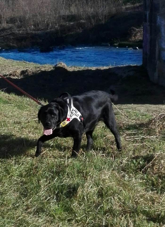 Addio a York, il cane guida più conosciuto di Asti Addio a York, il cane guida più conosciuto di Asti