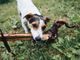Qual è il migliore trattamento antiparassitario per i cani?