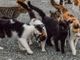 Finanziati 25 progetti per gatti randagi e colonie feline