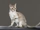 Petsfestival 2024: un Weekend di Meraviglie Animali a CremonaFiere sabato 19 e domenica 20 ottobre
