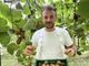 Kiwi giallo Haegeum, la nuova frontiera della frutticoltura piemontese