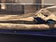 Il cranio della balena di Montafia nell'ex chiesa del Gesù di Asti