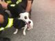 Si cerca il proprietario del cagnolino trovato in caserma dai Vigili del Fuoco
