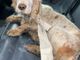 Cagnolina impaurita salvata da una pattuglia della Squadra Volante della Questura