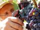 Vendemmia: l'annata 2020 potrebbe rivelarsi nella norma. Furia: &quot;Prodotto buono, con gradazioni anche notevoli&quot;