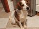 Ritrovata la dolce cagnolina Sally, grazie al passaparola. La piccola sta bene