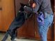 Servizio antidroga in una scuola superiore di Asti. Trovati 33 grammi di hashish e un &quot;grinder&quot; per triturare la sostanza