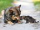 Approvate in Piemonte nuove disposizioni per la tutela degli animali: riconosciuta anche la pet therapy