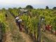 Persone al lavoro in vigna
