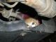 Un gatto in un vano motore - Immagine dal web, non riferita allo specifico episodio riportato nell'articolo