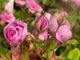 Una delle antiche rose del Roseto della Sorpresa, centifolia Petite de Hollande del XVII secolo