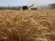Anche il Piemonte non è immune al drastico calo europeo della produzione cerealicola