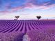 Il mare di lavanda della Haute Provence
