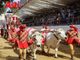 I buoi per il Carroccio del Palio arriveranno dal Vercellese con otto addetti esperti