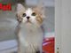 Un gatto ospite del canile municipale di Asti (Merphefoto)