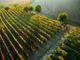 Grande attesa per il Barbera D'Asti Wine Festival, ad Asti dal 6 al 15 settembre