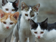 Popolazione felina: dalla regione 170 mila euro per 25 comuni