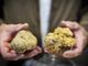 Viviamo in un posto bellissimo pieno di fiere del tartufo