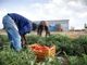 Inclusione di migranti e protezione del lavoro in agricoltura: la Prefettura di Asti coordina un nuovo tavolo