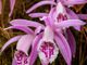 Monale, a caccia di orchidee spontanee con la camminata di primavera di Legambiente Valtriversa