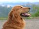 Moncalvo: 5° raduno di Golden retriever e una giornata indimenticabile per gli amanti di questa straordinaria razza