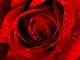 Rosa tipo quelle che usava nonna per il suo mitico rosolio
