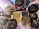 La voce... Delle scuole: speranza e progetti contro il bullismo con la Fondazione Carolina e l'istituto Alfieri