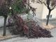 Un albero caduto ieri ad Asti in via Catalani