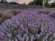 Castelnuovo Don Bosco, in mezzo al profumo dei fiori si terrà il concerto “fioritura di note e lavanda”