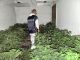 Nuova piantagione di marijuana scoperta a Vigliano d'Asti: sequestrate 762 piante e 65 chilogrammi di infiorescenze già essiccate