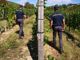 Dalla vigna al ristorante, l'estate "in nero" scoperta dai finanzieri di Asti e Canelli