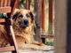 La Displasia dell'anca nei cani: riconoscimento, trattamento e prevenzione La Displasia dell'anca nei cani: riconoscimento, trattamento e prevenzione