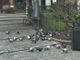 I piccioni in piazzetta San Paolo