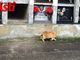 La colonia felina del cimitero di Asti (Merphefoto)