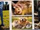 Asti: al via il corso per Guardie Zoofile Prefettizie volontarie con GEA