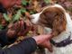Cani antiveleno in azione nelle campagne per proteggere i segugi