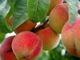 Ortofrutta piemontese in crisi, l'allarme di Confagricoltura per salvare il settore Ortofrutta piemontese in crisi, l'allarme di Confagricoltura per salvare il settore