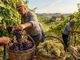 Vendemmia (immagine generica)