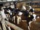 Qualità e trasparenza: l’eccellenza di Piemonte Latte, dal 1982