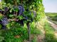 Un bando per promuovere gli investimenti nel mondo del vino