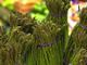 A Vinchio tornano gli asparagi Saraceni