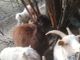Alcuni degli animali accuditi da Franco Trento