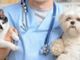 Coronavirus, Associazione Nazionale Medici Veterinari Italiani  &quot;Attenersi a fonti ufficiali. No a speculazioni su ciò che non è scientificamente dimostrato&quot;