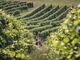 La vendemmia 2019 del Nizza segna un +44,75%. Una crescita a doppia cifra rispetto al 2018