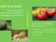 Questa sera torna "Backstage". Al centro del nostro approfondimento i presidi Slow Food dell'Astigiano