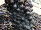 La Douja d'Or e il Piemonte del vino. Il meglio della produzione enologica regionale in degustazione all’enoteca di Piemonte Land