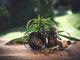 Cannabis light per animali: ecco cosa sapere