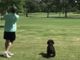 Immagine generica di golfista con cane