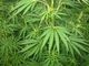 Cannabis sativa